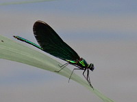 Demoiselle (ph. Mrugala F., aout 2019, Allemagne, Lac Seehof)(3) 